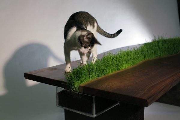 Кот смотрит на траву