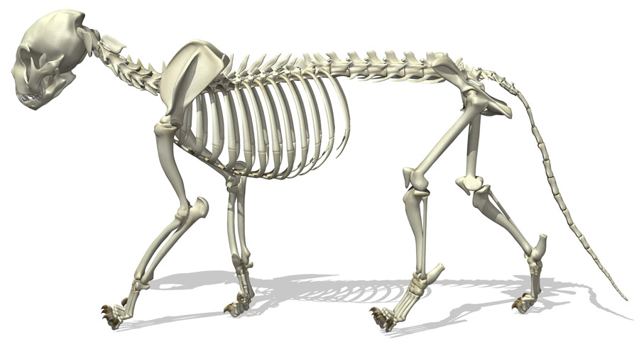 3D-рендеринг скелета кошки