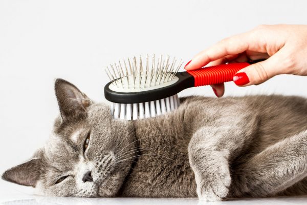 Вычёсывание кошки