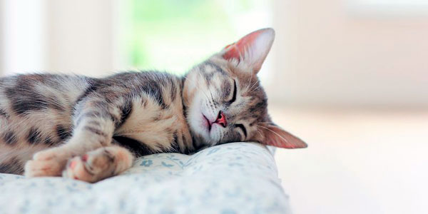 Причины длительного сна у котов