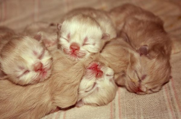 Новорождённые котята спят в клубочке