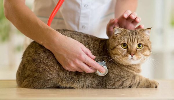 Ветеринар выслушивает дыхание кота