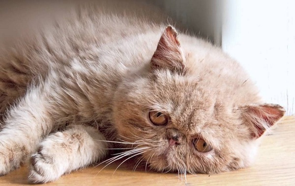 Конъюнктивит-у-кошек-Симптомы-причины-лечение-и-профилактика-болезни-16