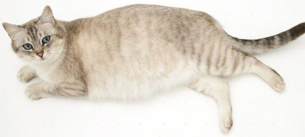 Беременная кошка лежит на боку