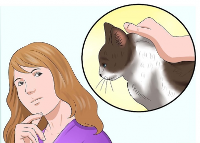 Как взять кота правильно