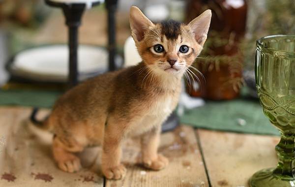 Чаузи-кошка-Описание-особенности-характер-содержание-уход-и-цена-породы-чаузи-17