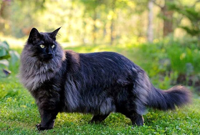 Норвежская лесная кошка темного окраса