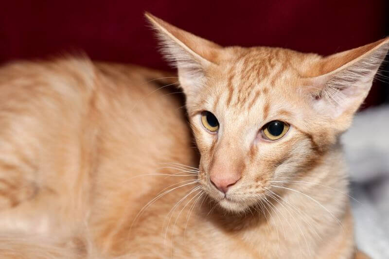 На фото кот породы Яванез