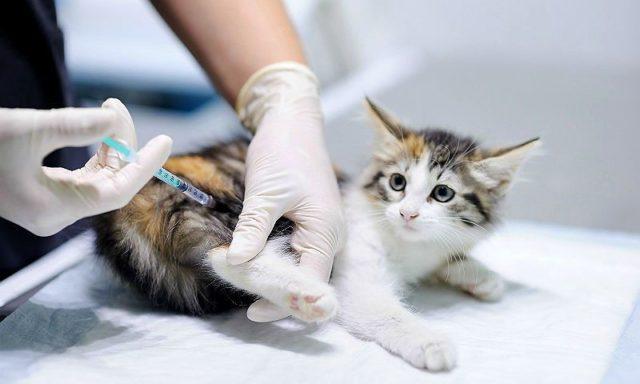 Карантин после прививки от бешенства у кошек