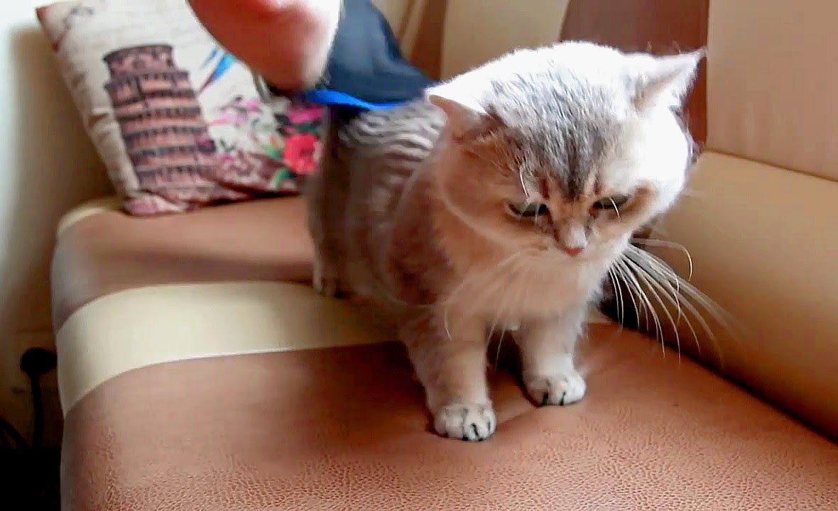 Какими расчёсками вычёсывать кошек?