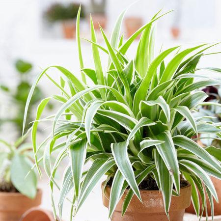 10 комнатных растений, безопасных для ваших собак и кошек