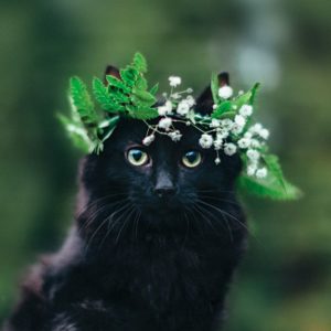 Черный кот с венком