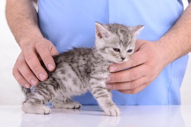Можно ли заразиться глистами от кошки: виды, методы лечения