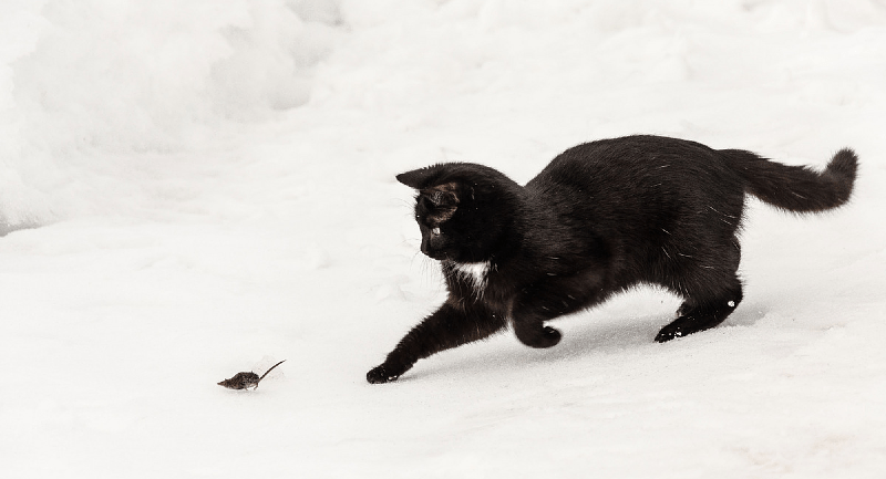 Можно ли научить кошку ловить мышей