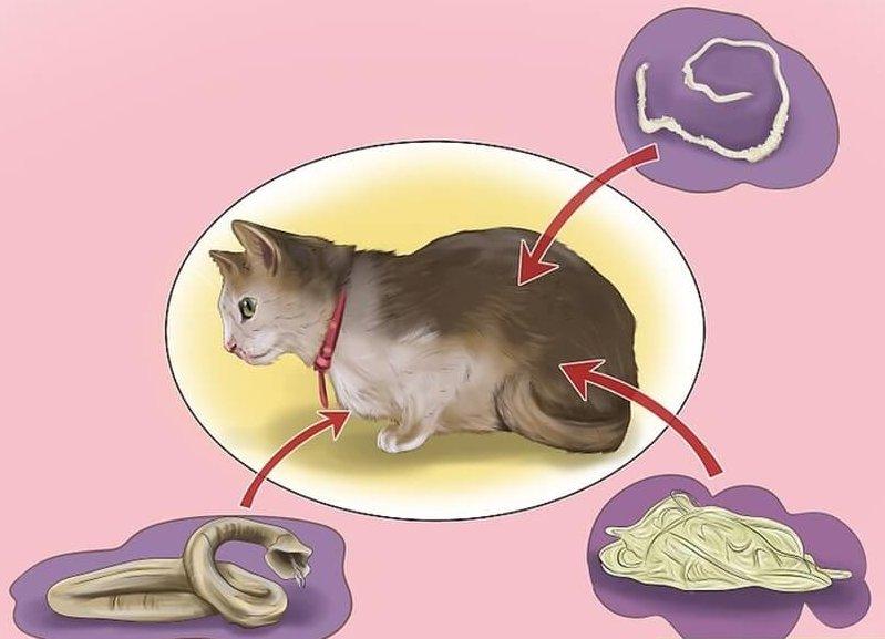 Симптомы глистов у кошек