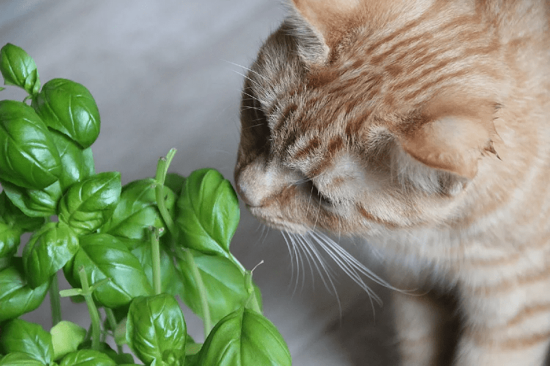 Опасные растения для кошек