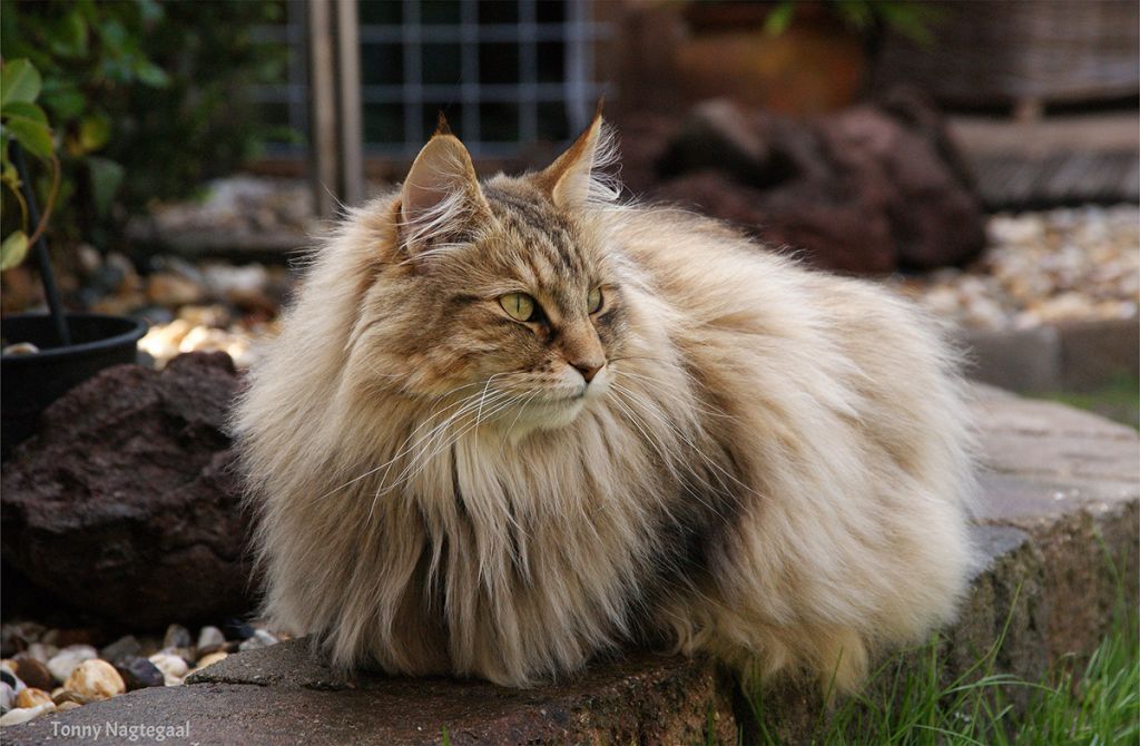 Норвежская лесная кошка  фото, характер. История и описание породы, уход, цена