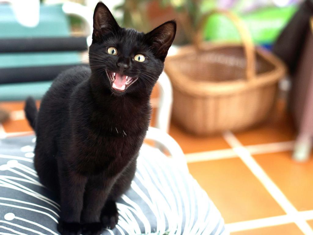 Что делать, если кошки кричат ночью? Причины, по которым кошка мяукает .