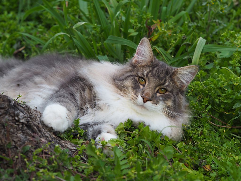 Норвежская лесная кошка  фото, характер. История и описание породы, уход, цена