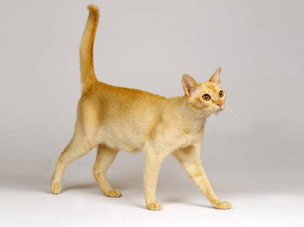 Цейлонская порода кошек: описание - Наши лапки
