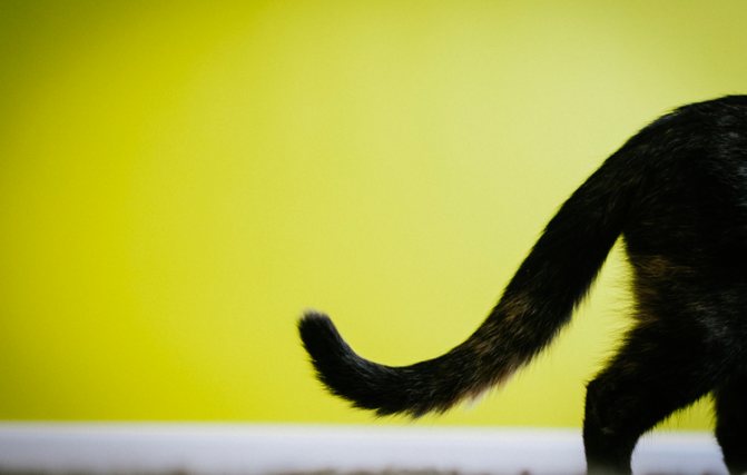 Черный хвост кошки