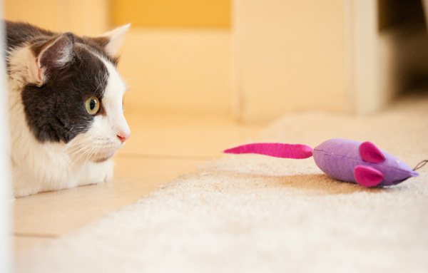 Кот охотится за игрушечной мышкой