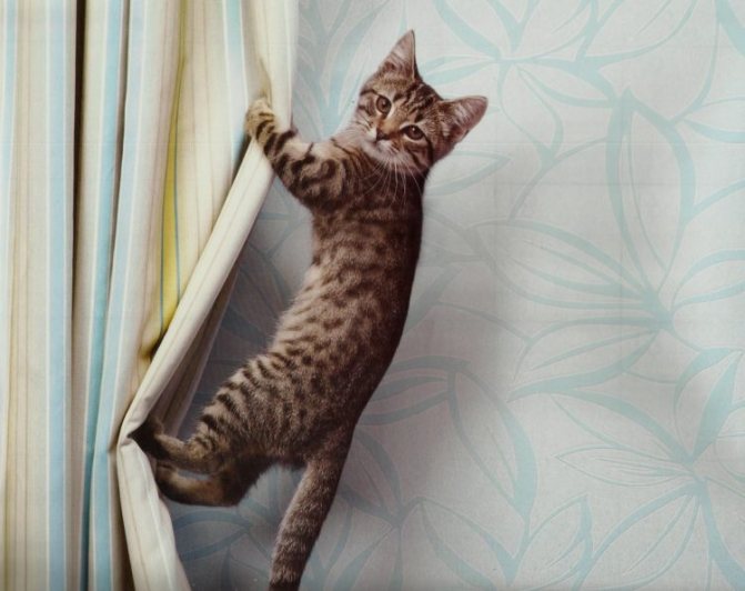 Как отучить кошку лазить по шторам?