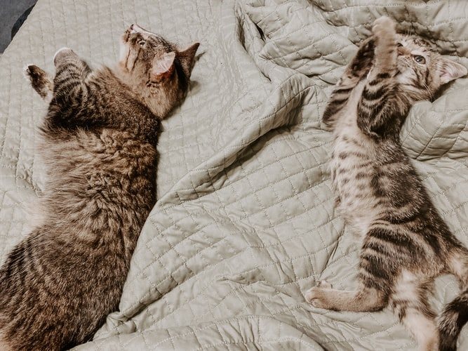 Как познакомить кошек с помощью переноски