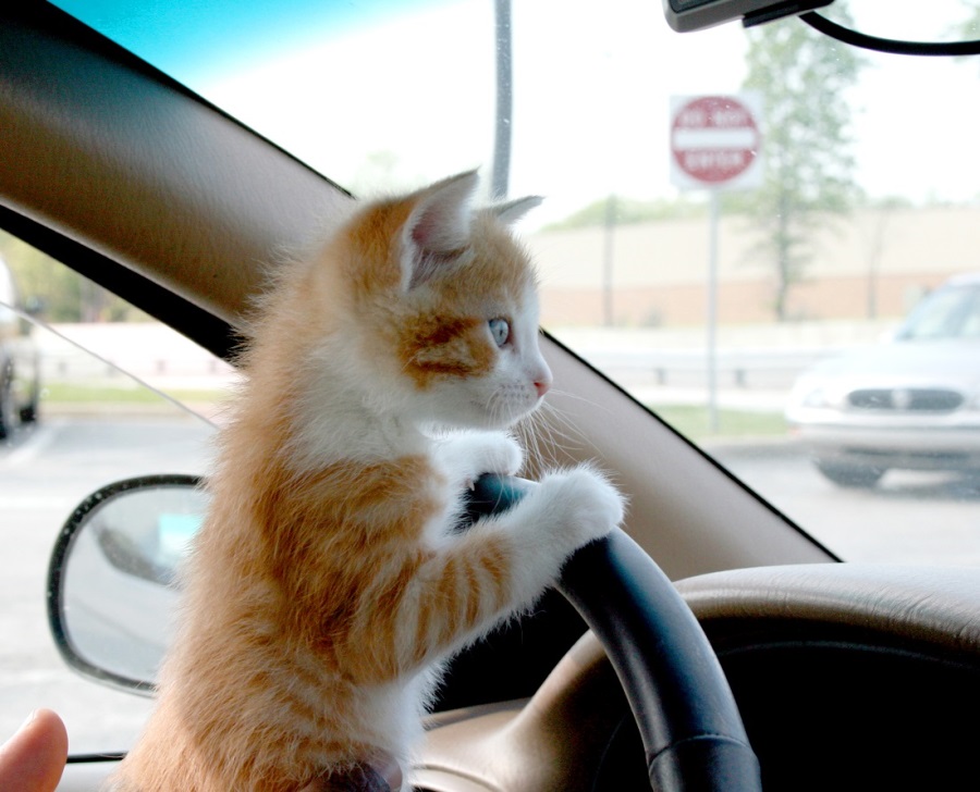 Кот боится ездить в машине