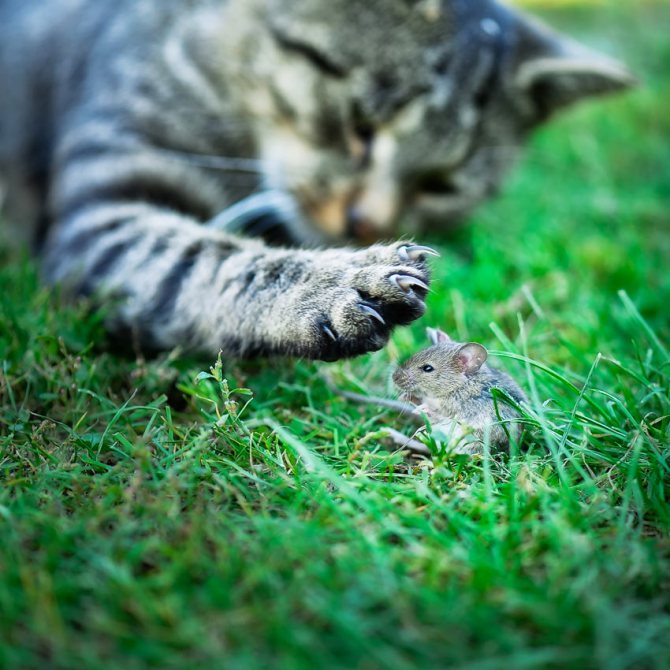 Круче любой мышеловки - Какая кошка лучше всего ловит мышей?