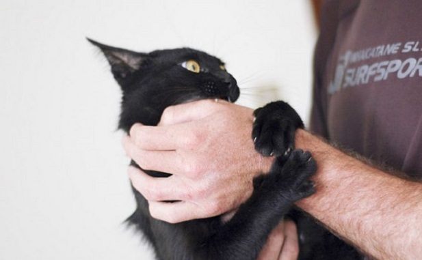 Кошка кусает руку человека