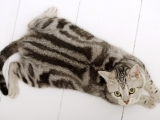 Фото. Американская короткошерстная кошка