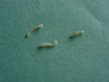 Личинки паразита аскариды