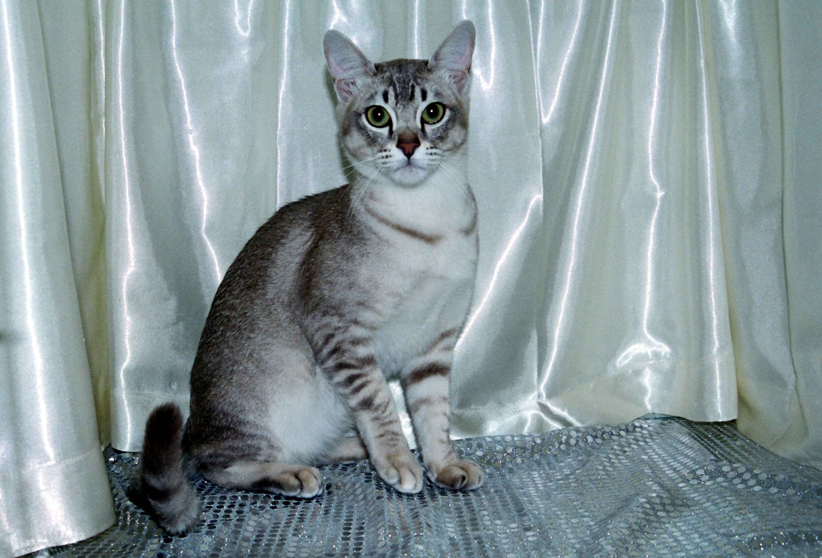 Китайские кошки породы фото и названия