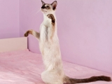 Балинезийская порода кошки