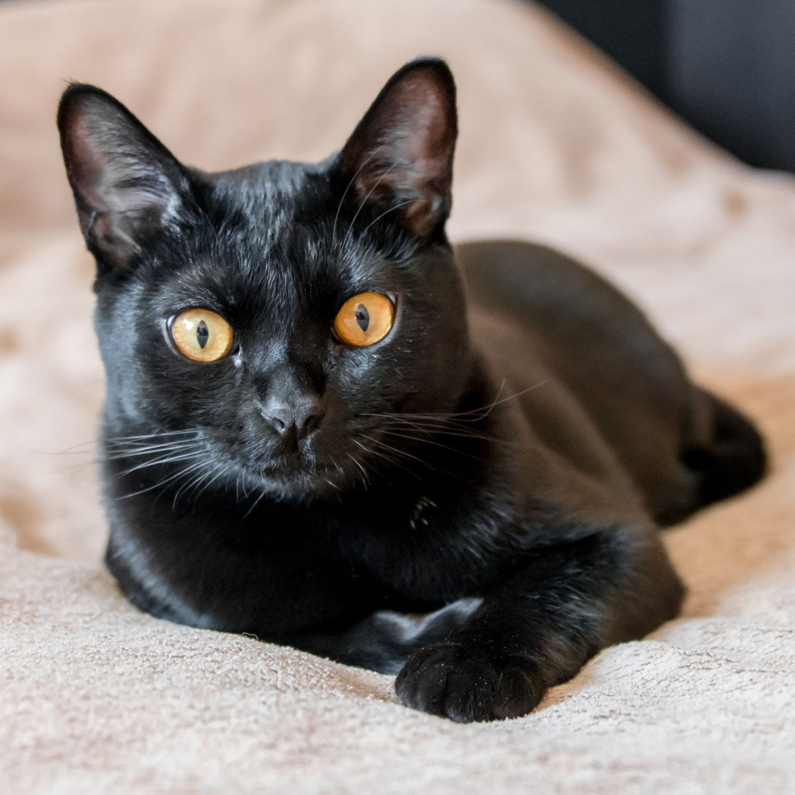 Черная распространенная порода. Бомбейская Бурма. Бомбейская кошка. Британская Бомбейская кошка. Чёрная кошка порода Бомбейская.