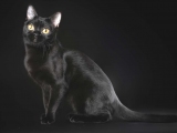 Фото - породы бомбейская кошка