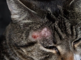 У полосатого кота дерматомикоз