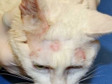 Дерматомикоз у белой кошки на голове
