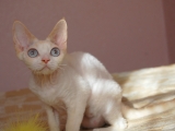 Кошка породы Девон-Рекс