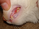 На фото воспаление десен (гингивит) у кошки