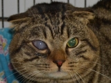 Глаукома у кошек