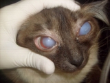 Глаза кошки, пораженные глаукомой