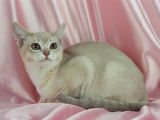 Кошка Бурмилла