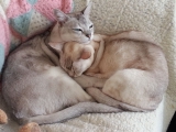 Кошка породы Бурмилла