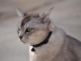 Кошка породы Бурмилла