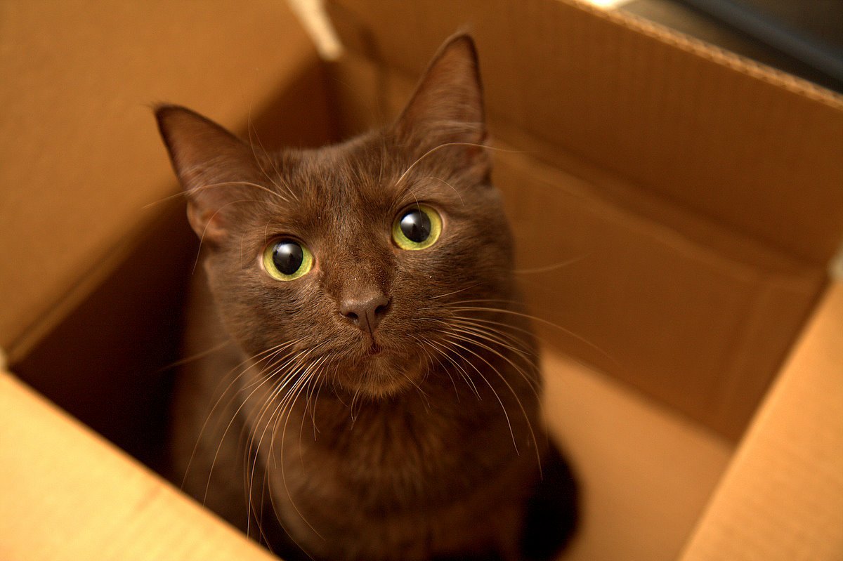 Шоколадные кошки фото. Гавана Браун. Гавана (порода кошек). Кот породы Гавана Браун. Шоколадная Гавана кошка.