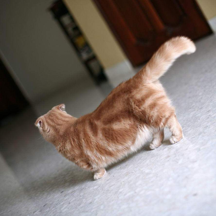 Short кот. Манчкин кошка. Кот такса Манчкин. Манчкин кошка рыжая. Манчкин рыжий.