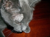 Проявление микроспории у серого кота
