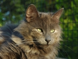 Порода норвежская лесная кошка